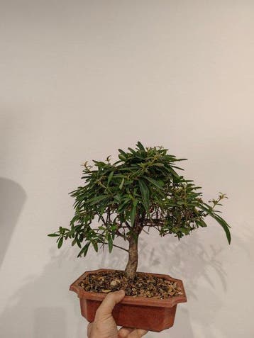 Bonsai Buisson Ardent (Pyracantha) - Hauteur (arbre) : 33 cm