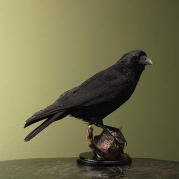 Kraai Taxidermie Opgezette Dieren By Max, Ophalen of Verzenden, Opgezet dier
