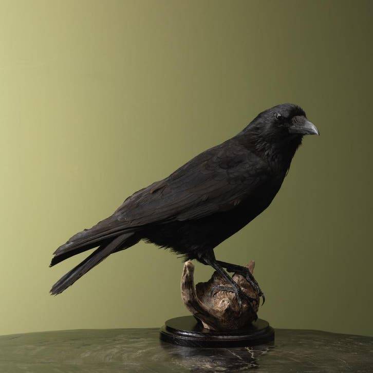 Kraai Taxidermie Opgezette Dieren By Max, Verzamelen, Dierenverzamelingen, Opgezet dier, Nieuw, Vogel, Ophalen of Verzenden
