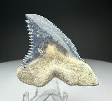 Hemipristis serra - Fossiele tand - 3.5 cm - 3.8 cm