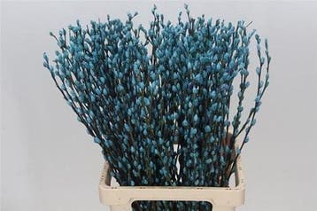 Katjeswilg gekleurde wilgenkatjes salix lichtblauw bundel 10
