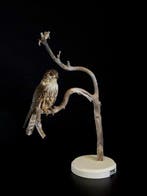 schildpad Taxidermie volledige montage - Falco columbarius -, Nieuw