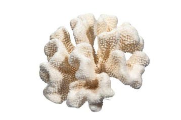 Exclusif, véritable corail dur blanc (Pocillopora / corail