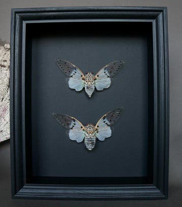 cigale Support de corps entier pour taxidermie - Ayuthia, Antiquités & Art