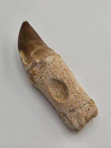 Mosasaurus - Fossiele tand - 8.8 cm (Zonder minimumprijs)