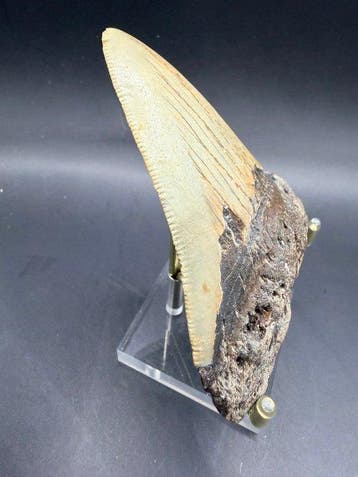 Megalodon - Fossiele tand - Carcharocles megalodon - 9.5 cm, Verzamelen, Mineralen en Fossielen