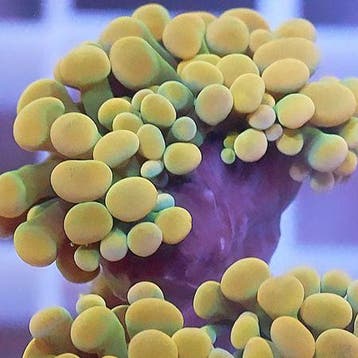 Euphyllia Paraancora Gold 24K (3 koppen)