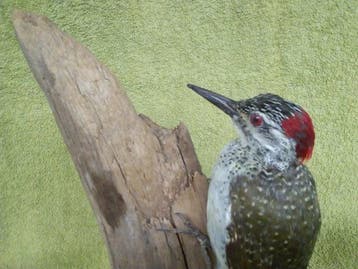 Fijn gespikkelde specht Taxidermie volledige montage -, Verzamelen, Dierenverzamelingen, Nieuw