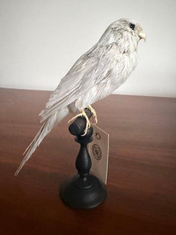 canari Support de corps entier pour taxidermie - Canari - 20, Nieuw