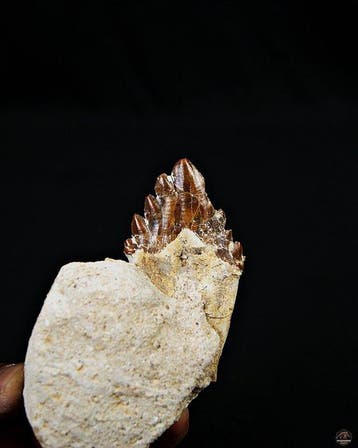 Basilosaurus (primitieve walvis) - Fossiele kies - Molar de