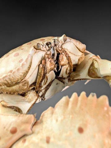 Crabe boîte lisse - LISEZ LA DESCRIPTION Carapace - Calappa, Collections