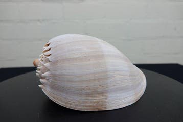 Heavy Bailer Carapace - Melo diadema - 19 cm - 0 cm - 0 cm -