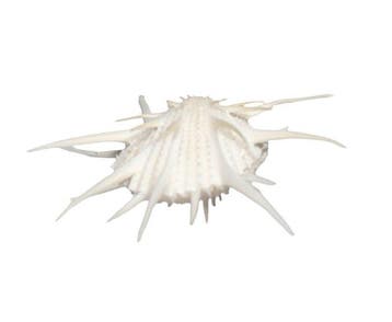 Rariteit voor de vitrine: Spondylus imperialis 70 mm –