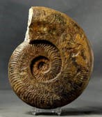 Prachtig fossiel ammoniet op standaard - Gefossiliseerd dier, Verzamelen