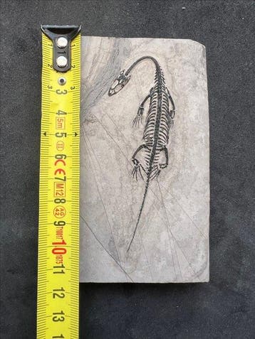 Zeereptiel - Gefossiliseerd dier - Fossile de Keichousaurus