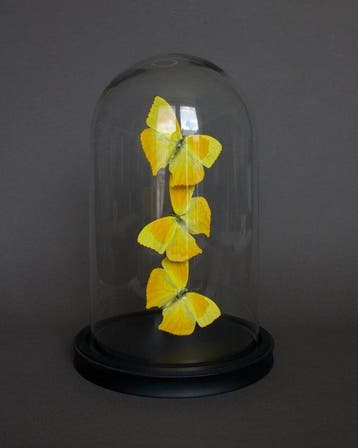 Vlinder Taxidermie volledige montage - Phoebis Rurina - 28
