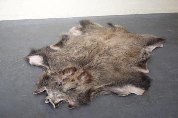 Sanglier Support mural pour taxidermie - Sus scrofa - 115 cm, Collections, Collections Animaux