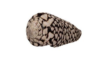 Uitzonderlijke 100 mm GIANT Conus marmoreus - Prachtige, Verzamelen, Dierenverzamelingen, Nieuw