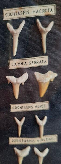 Reptielen en vissen - Fossiele tanden - 1950 cm - 23.5 cm