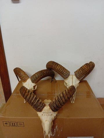 Mouflon Crâne avec bois de cerf - Muflone - 40 cm - 40 cm -, Nieuw