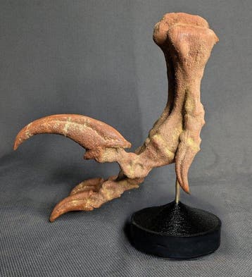 Velociraptorvoet met doodsklauw - museumkwaliteit replica -
