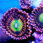 Zoanthus Alien Antivenom Frag (2-3 polypen), Animaux & Accessoires, Animaux Autre