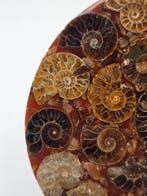 Ammoniet - Gefossiliseerd dier - Aioloceras (Cleoniceras)