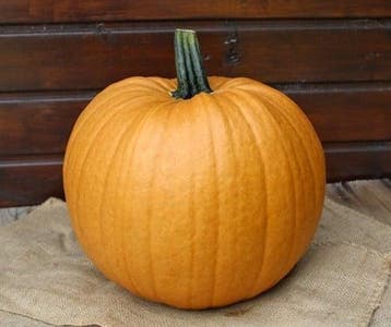 Spicy mocha f1 pmt halloweenpompoen bijzondere kleur 50, Nieuw