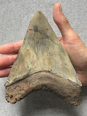 Dent de Goliath Megalodon 16,5 cm (6,5 po) - Dent fossile -, Verzamelen