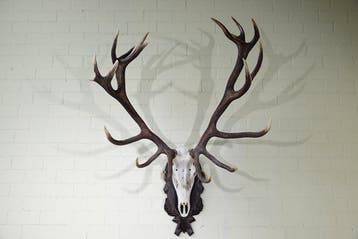 Large Red Stag Trophy Schedel - Cervus elaphus - 75 cm - 150, Nieuw