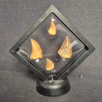 Dinosaurus Tand - Mosasaurus - 11 cm - 5 cm - 11 cm - (4), Verzamelen, Nieuw