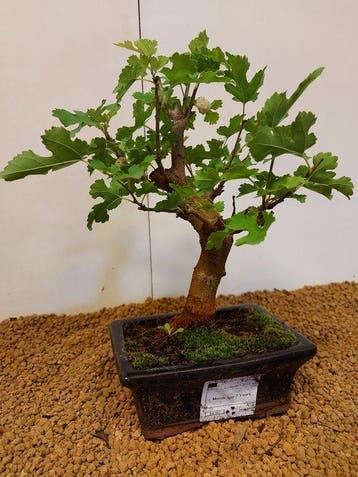 Morus - Hoogte (boom): 25 cm - Diepte (boom): 20 cm -