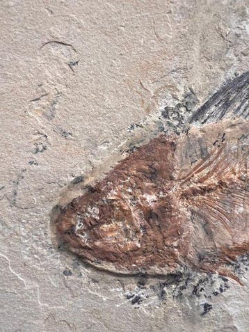 Fossiel skelet - Nematonodus - 14 cm - 27 cm