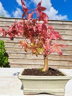 Japanese maple bonsai (Acer palmatum) - Hauteur (arbre) : 23
