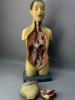 Medische apparatuur - Vintage menselijk anatomisch model -