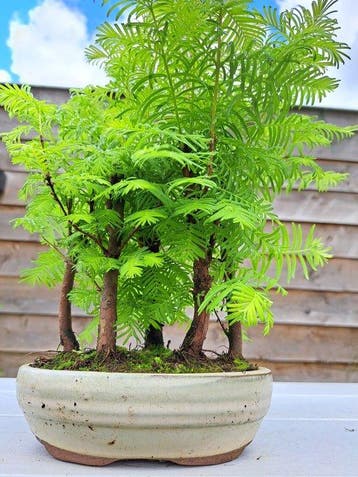 metasequoia bos in bonsaischaal - Hoogte (boom): 30 cm -