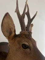 Ree Taxidermie hoofdmontage - Capreolus - 70 cm - 40 cm - 55