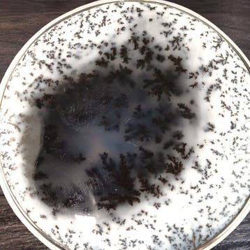Opale dendritique - Équilibre les Énergies du Yin et du Yang