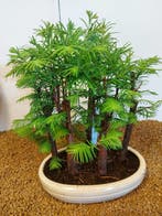 Bonsaï Sequoia côtiers/sapin d’eau (Sequoia) - Hauteur