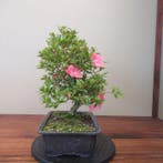 Rhododendron indicum - Hoogte (boom): 36 cm - Diepte (boom):