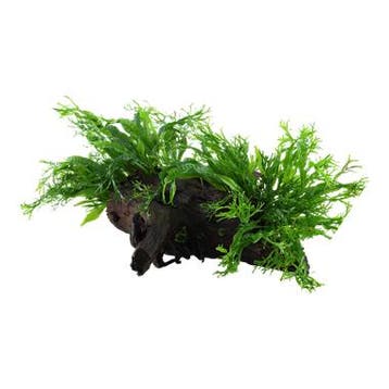 Microsorum pteropus Windelov op hout, Verzenden, Nieuw