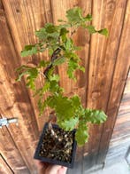 Oak bonsai (Quercus) - Hoogte (boom): 40 cm - Diepte (boom):
