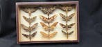Paléarctique Months ex French Mr Amédro Collection (39x26