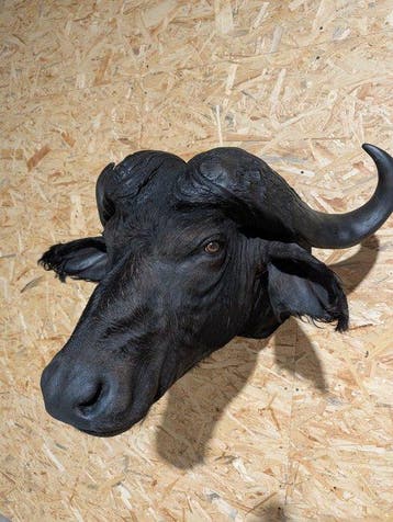 Crâne de buffle du Cap fin - Support de tête pour taxidermie, Nieuw