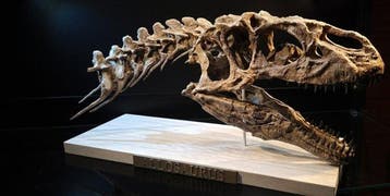Allosaurus Taxidermie replica montage - REPLICA ALLOSAURUS