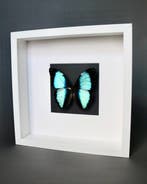 Vlinder Taxidermie volledige montage - Morpho deidamia - 25, Verzamelen, Dierenverzamelingen, Nieuw