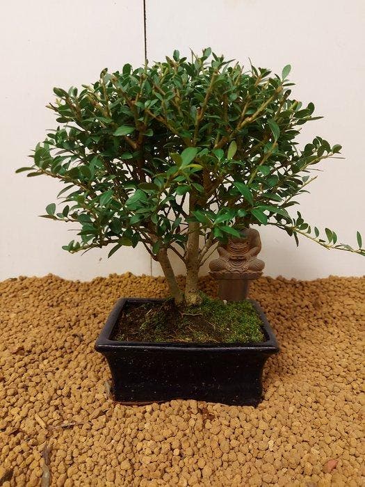 Japanese holly bonsai (Ilex crenata) - Hoogte (boom): 21 cm, Antiquités & Art, Curiosités & Brocante