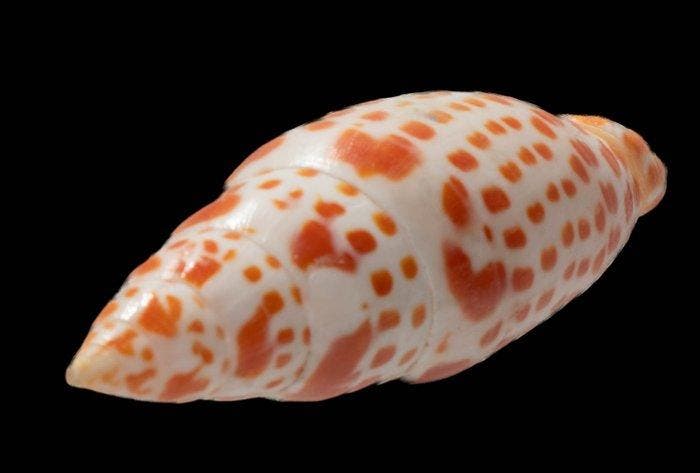 prachtige bisschopsmitra - Sammlerschnecke  Skelet - Mitra, Verzamelen, Dierenverzamelingen