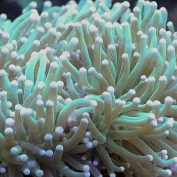 Euphyllia Glabrescens Groen / Licht Groene tips (3 koppen)
