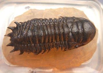 Trilobiet - Fossiel skelet - Crotalocephalus gibbus - 7.5 cm